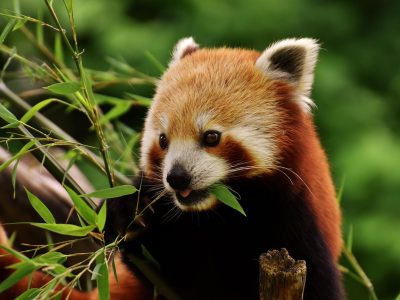 熊猫金币2026年版正面图，足金Au999材质，直径27mm重约8克，正面熊猫图案精致浮雕，适合收藏纪念